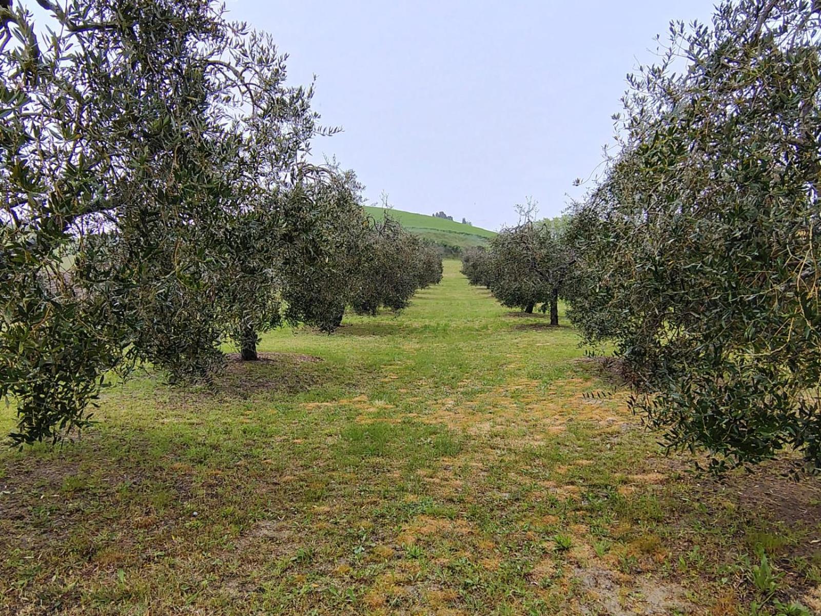Casa Vacanze Podere San Giusto Volterra Extérieur photo